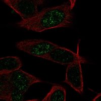 Anti-LKAAEAR1 antibody produced in rabbit 