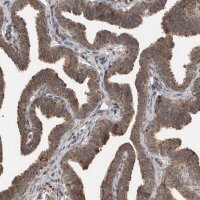 Anti-LLGL1 antibody produced in rabbit 