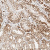 Anti-LLGL2 antibody produced in rabbit