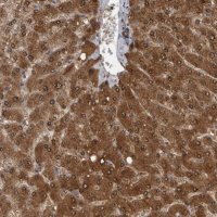 Anti-LMAN2L antibody produced in rabbit HPA026600-100UL