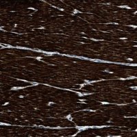 Anti-LMBR1 antibody produced in rabbit 