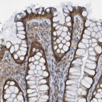 Anti-LMBRD2 antibody produced in rabbit