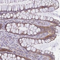 Anti-LMF2 antibody produced in rabbit 