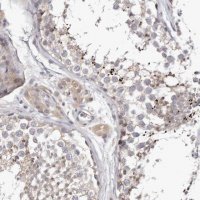 Anti-LMLN antibody produced in rabbit HPA028844-100UL