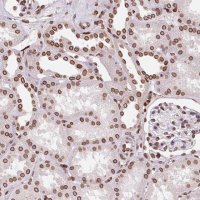 Anti-LMNB2 antibody produced in rabbit 
