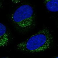 Anti-LNX2 antibody produced in rabbit