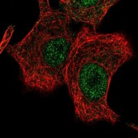 Anti-LONRF2 antibody produced in rabbit