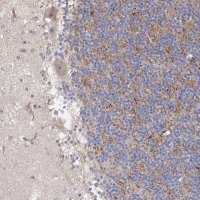 Anti-LONRF3 antibody produced in rabbit HPA061162-100UL