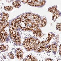 Anti-LOXL4 antibody produced in rabbit 