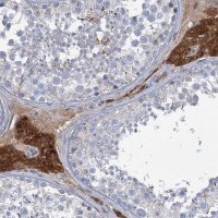 Anti-LPIN1 antibody produced in rabbit 