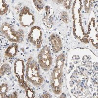 Anti-LRBA antibody produced in rabbit 
