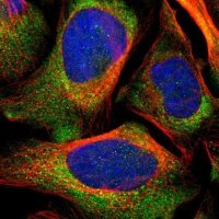 Anti-LRIG3 antibody produced in rabbit 