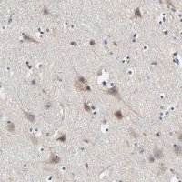 Anti-LRP1 antibody produced in rabbit 