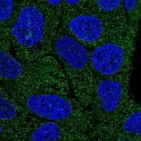 Anti-LRRC1 antibody produced in rabbit