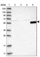 Anti-LRRC1 antibody produced in rabbit