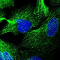 Anti-LRRC34 antibody produced in rabbit 