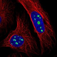 Anti-LRRC40 antibody produced in rabbit 