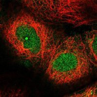 Anti-LRRC58 antibody produced in rabbit 