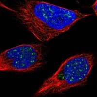 Anti-LRRC8B antibody produced in rabbit 