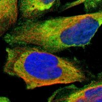 Anti-LRRFIP1 antibody produced in rabbit
