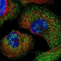 Anti-LRRFIP2 antibody produced in rabbit HPA042023-100UL