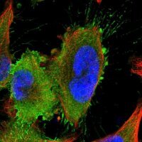Anti-LRRIQ3 antibody produced in rabbit HPA030799-100UL