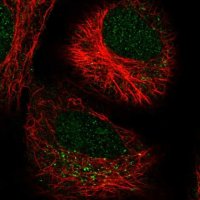 Anti-LRRK2 antibody produced in rabbit 