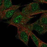 Anti-LRRN3 antibody produced in rabbit 