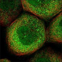Anti-LRWD1 antibody produced in rabbit HPA029916-100UL
