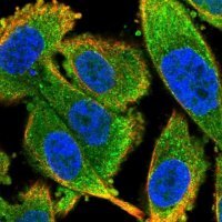 Anti-LSM12 antibody produced in rabbit 
