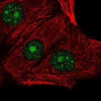 Anti-LSM3 antibody produced in rabbit