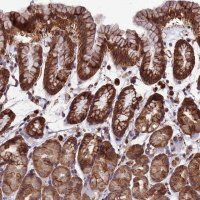 Anti-LSM6 antibody produced in rabbit 