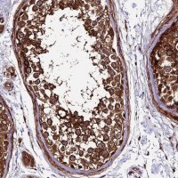 Anti-LSM7 antibody produced in rabbit 