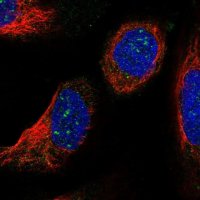 Anti-LSM7 antibody produced in rabbit 