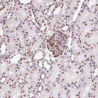 Anti-LUC7L2 antibody produced in rabbit 