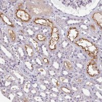 Anti-LY9 antibody produced in rabbit
