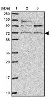 Anti-LY9 antibody produced in rabbit
