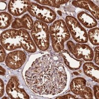 Anti-LYPLAL1 antibody produced in rabbit 
