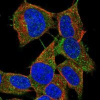 Anti-LYRM2 antibody produced in rabbit