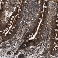 Anti-LYSMD3 antibody produced in rabbit