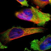 Anti-LYSMD3 antibody produced in rabbit