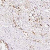 Anti-LYVE1 antibody produced in rabbit