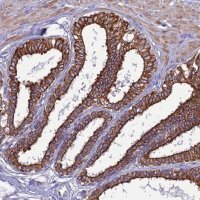 Anti-LZTS2 antibody produced in rabbit