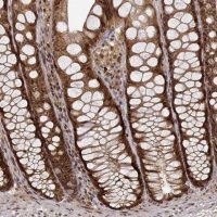 Anti-MAEA antibody produced in rabbit 