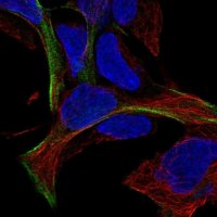 Anti-MAGEF1 antibody produced in rabbit