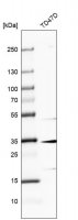 Anti-MAGEF1 antibody produced in rabbit