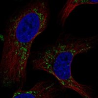 Anti-MAIP1 antibody produced in rabbit HPA064013-100UL