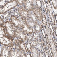 Anti-MALSU1 antibody produced in rabbit 