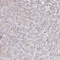 Anti-MAN1A1 antibody produced in rabbit 