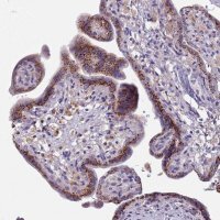 Anti-MAN1C1 antibody produced in rabbit HPA048352-100UL